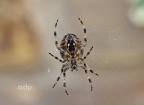 Garden (Cross) Spider (Araneus diadematus) underside,  Alan Prowse